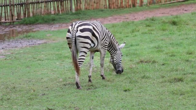 Zebra is eating green grass in the daytime.