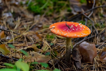 Poisonous mushrooms in the forest. Amanita muscaria. Fly agaric in wild forest