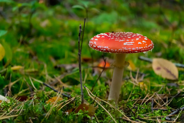 Poisonous mushrooms in the forest. Amanita muscaria. Fly agaric in wild forest