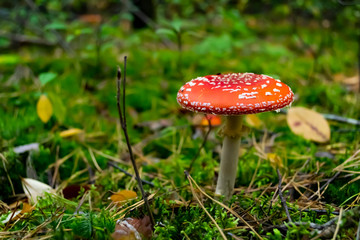 Poisonous mushrooms in the forest. Amanita muscaria. Fly agaric in wild forest