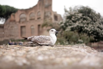 Möwe im Kolosseum
