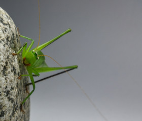 Tropical green grasshopper