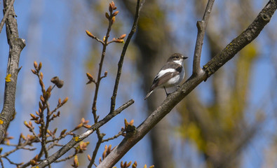 Balia nera posata sul ramo dell'albero