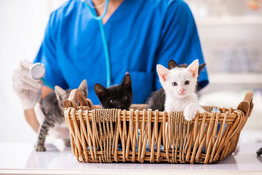 Vet doctor examining kittens in animal hospital