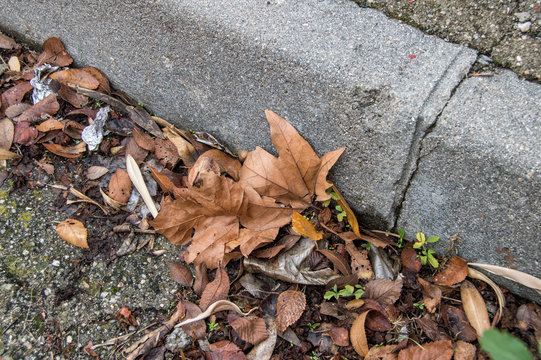 Hojas y suciedad/hojas doradas caídas junto a un bordillo y suciedad entre medias