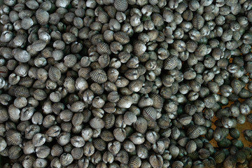 Cardiidae seafood in market