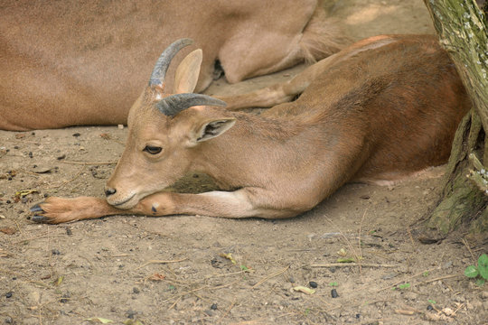 Lying goat on the ground