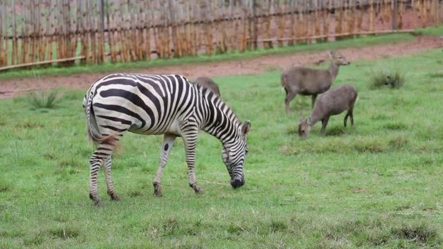Zebra is eating green grass in the daytime.