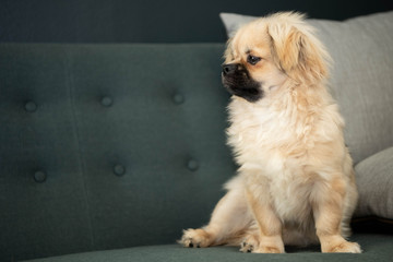 tibetan spaniel dog sitting on green couch