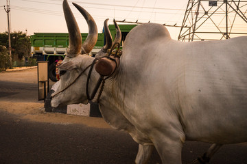 buffalo pulling cart