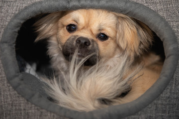 Young tibetan spaniel in dog cave