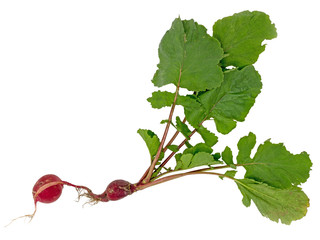 Radish with double tuber, roots and green leaves isolated on white