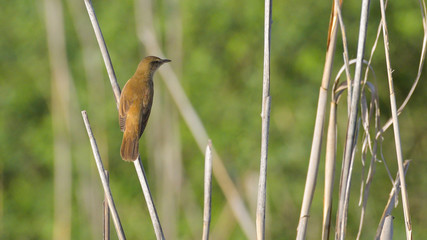 Cannaiola vista di spalle posata su una canna nella palude