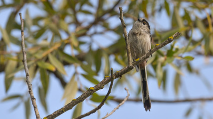 Codibugnolo fermo sul ramo dell'albero che guarda in alto