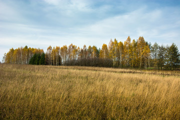 Wild meadow and autumn forest