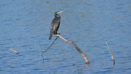 Cormorano posato sul ramo che esce dall'acqua blu del lago