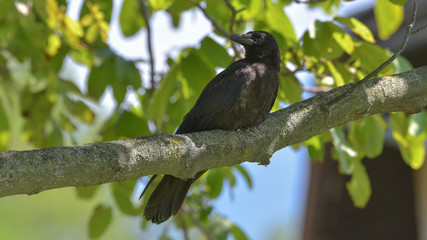 Cornacchia nera ferma sul ramo tra l'albero 