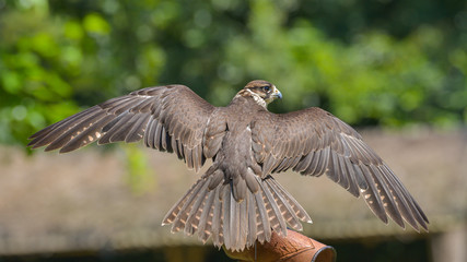 Falco pellegrino con le ali spiegate 