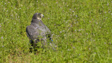 Falco pellegrino posato a terra tra l'erba del prato verde