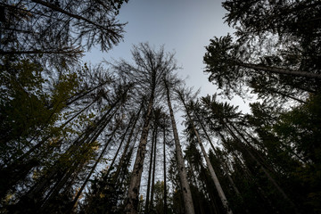 dark crowns of tall trees in a forest rising against a blue sky in autumn