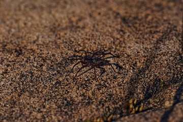 spider on sand