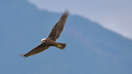 Falco pescatore in volo tra le montagne