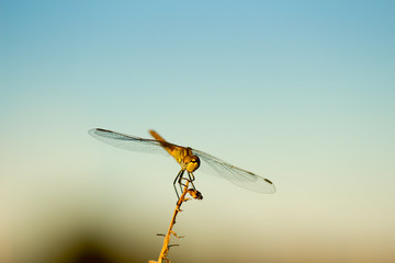 dragonfly in its habitat with macro