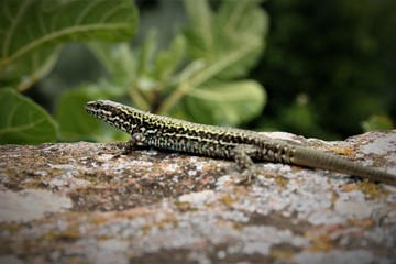Gecko