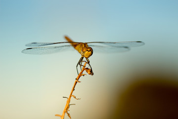 dragonfly in its habitat with macro