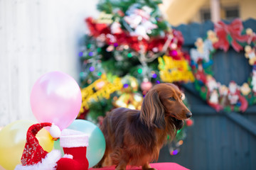 クリスマスを楽しむダックスフンド