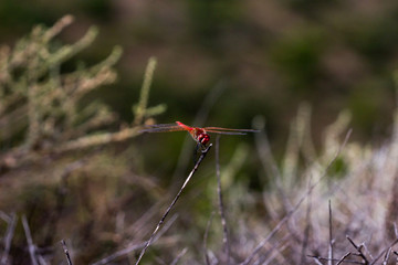dragonfly in its habitat with macro