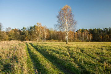 Trail through the meadow to the forest