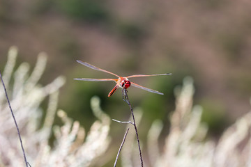 dragonfly in its habitat with macro