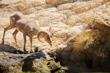 Big Horned Sheep in Arizona wilderness desert near a lake drink water during the hot summer