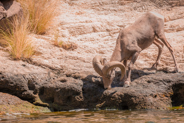 Big Horned Sheep in Arizona wilderness desert near a lake drink water during the hot summer