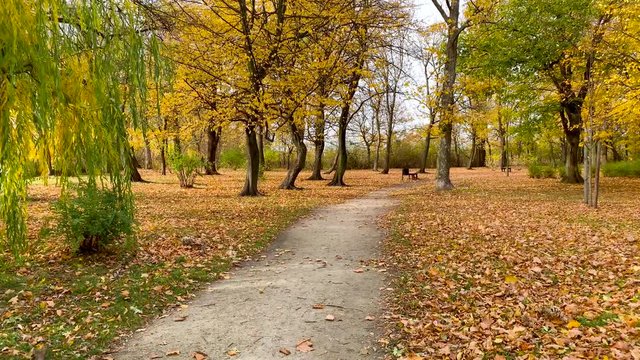 4K Amazing autumn city park or beautiful fall forest and trail paved with fallen red yellow and brown leaves.