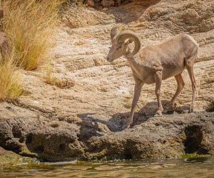 Big Horned Sheep make this wilderness area near a lake in Arizona their home. They wander on slick steep rock and do not fall. These wild animals are social but the males will fight over a female