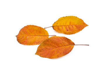 Colorful autumn leaves isolated on white background