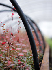 Sadzonki borówki amerykańskiej w tunelu © Monika