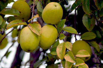 Ripe green apples hanging on a branch.