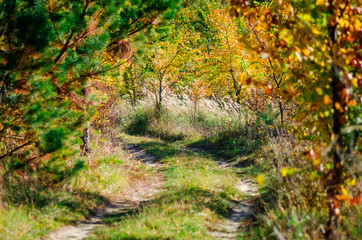 Forest road on the background of autumn foliage
