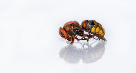 Hornissenkönigin in Winterstarre