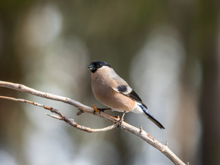 Female Eurasian bullfinch, common bullfinch or bullfinch (Pyrrhula pyrrhula), .Finland