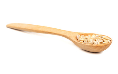 Pearl barley in spoon