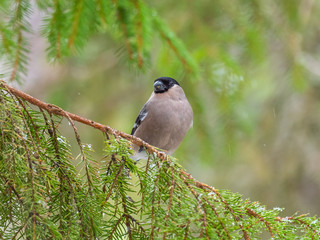 Female Eurasian bullfinch, common bullfinch or bullfinch (Pyrrhula pyrrhula), .Finland