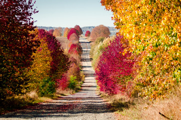 Fototapeta na wymiar Country road with bright autumn foliage in the trees
