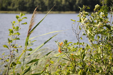 Obraz na płótnie Canvas berries near the lake