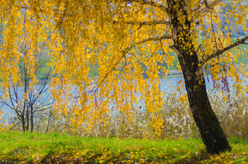 Birch with golden foliage near the lake