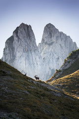 Steinböcke im Alpstein I