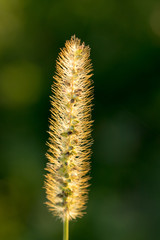 plant with macro in its habitat